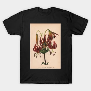 Turk's-cap Lily-Available As Art Prints-Mugs,Cases,Duvets,T Shirts,Stickers,etc T-Shirt